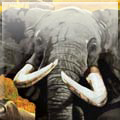A4 Flyer Design Wild Earth