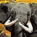 Website Design Wild Earth